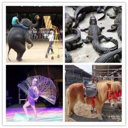 皇家大馬戲團雜技表演出租 動物表演 騎乘馬羊駝?wù)褂[出租