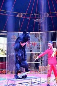 馬戲團(tuán)表演資源馬戲團(tuán)表演出租環(huán)球飛車特技表演