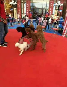 馬戲團(tuán)雜技表演價格一天多少錢出租公司介紹 貨源充足