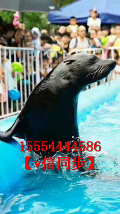 海獅海豹表演活動火爆租賃出租馬戲團表演項目