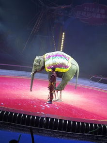 馬戲團(tuán)租賃哪里有羊駝大象租賃策劃活動(dòng)暖場