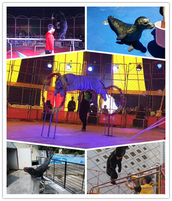 海豹展覽租賃湛江市專業海獅表演出租