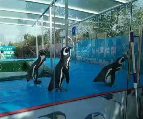 海洋展租賃電話海水鯊魚(yú)出租公司