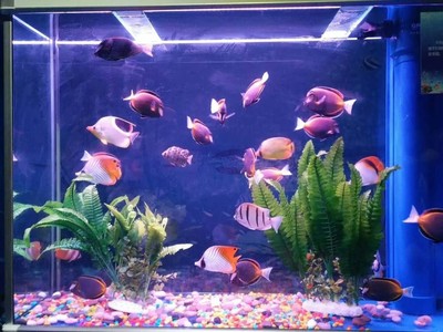 天津海獅表演出租哪里有價格