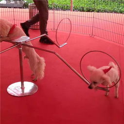 萌寵出租長期羊駝租賃哪里有畢節(jié)市