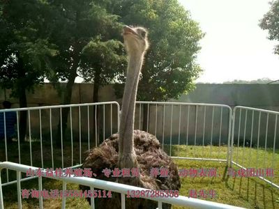 西安哪里可以出租經(jīng)典馬戲團表演