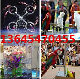 新疆阜康專業(yè)出租動物表演租賃公司出租動物動物表演