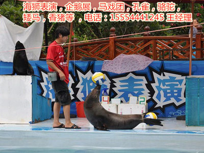 租賃海獅表演、馬戲團表演、-嘉興市