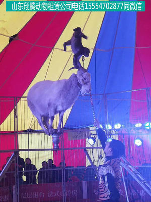 合山市海獅表演出租馬戲團表演出租鸚鵡表演出租