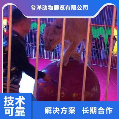 馬戲團/羊駝美人魚表演出租歡迎合作