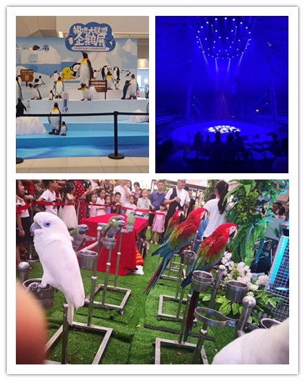 清鎮市馬戲團表演出租與周邊合作指南