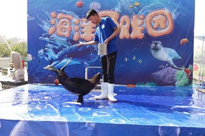 大冶市極地小可愛企鵝海獅拜年出租 馬戲團租賃服務點亮佳節氛圍