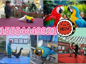 寧強縣專業海獅表演、海洋生物展及冰雕展出租賃服務詳情