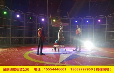 武夷山商業(yè)活動(dòng)新寵 馬戲表演與冰雕租賃如何點(diǎn)亮地產(chǎn)暖場(chǎng)